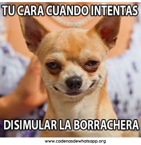 memes de borracheras para descargar