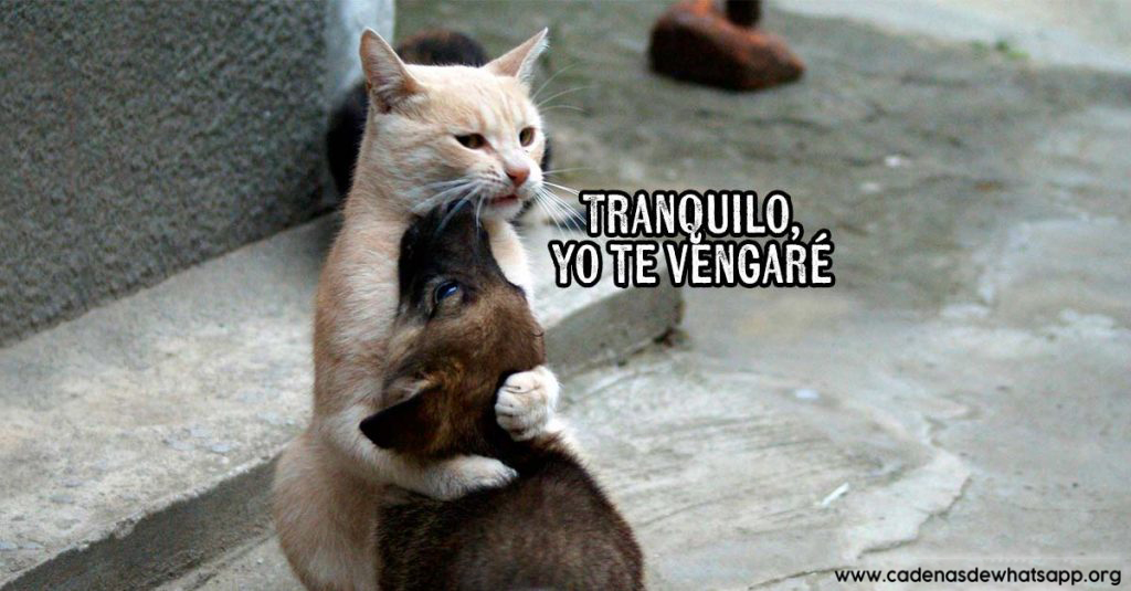 memes de gatos chistosos