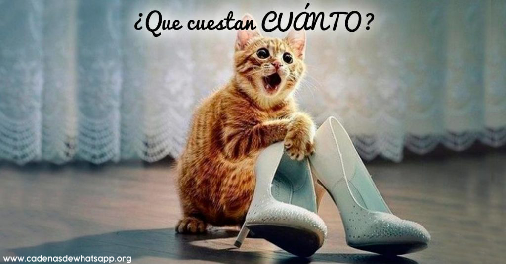 imagenes de gatos chistosas